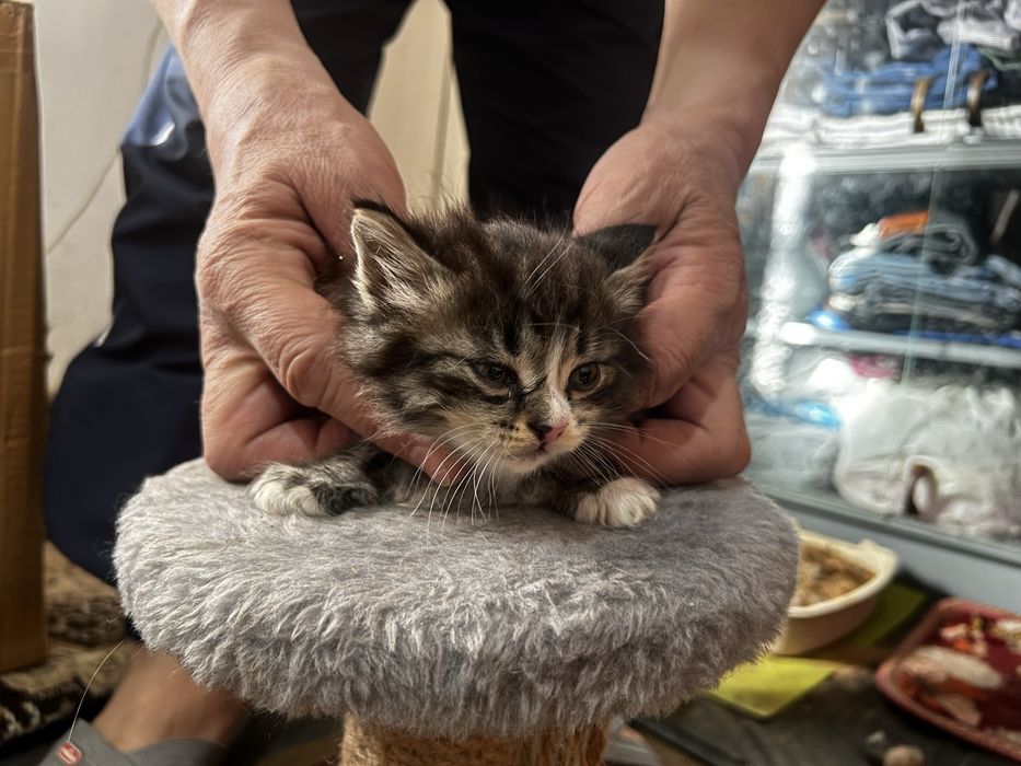 Отдам в добрые руки БЕСПЛАТНО