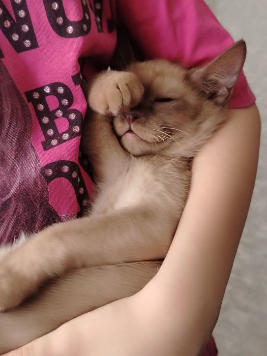 Мальчик породы Европейская Бурма