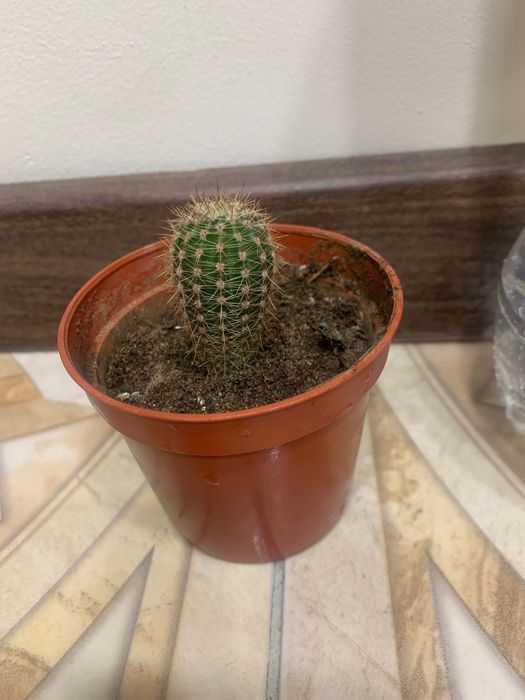 Агава, лимон, шефлера, фикус, традесеанция, хлорофильтрум, кактус