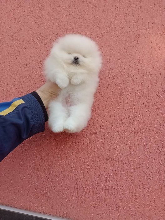 Мъжки бял Померан. Реални снимки!