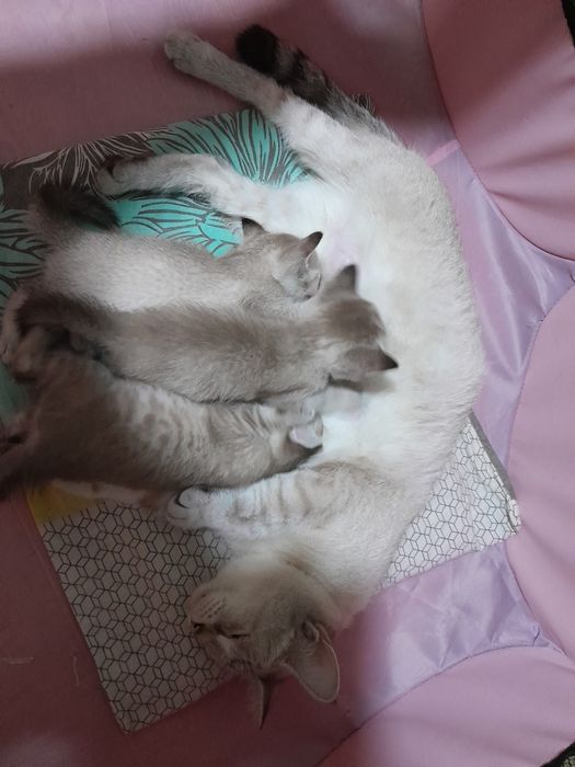 Маскарадная кошка