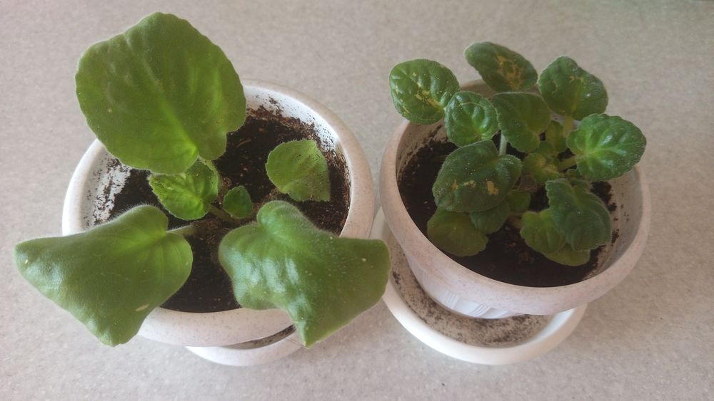 Продам комнатные растения