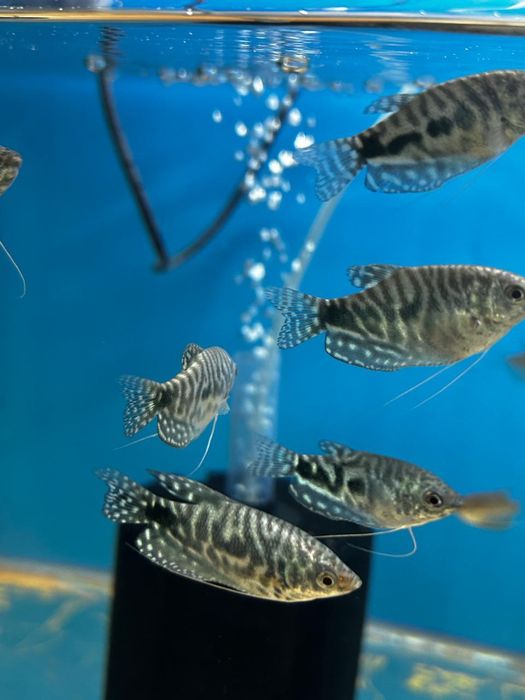 Аквариумные рыбки.