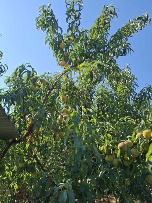 Piersici dulci zemoase si aromate
