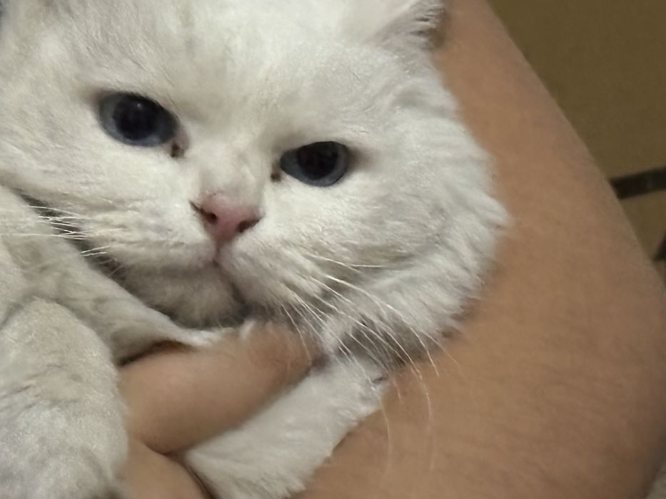 Aqili shirin mushu oladigonla tel qilila