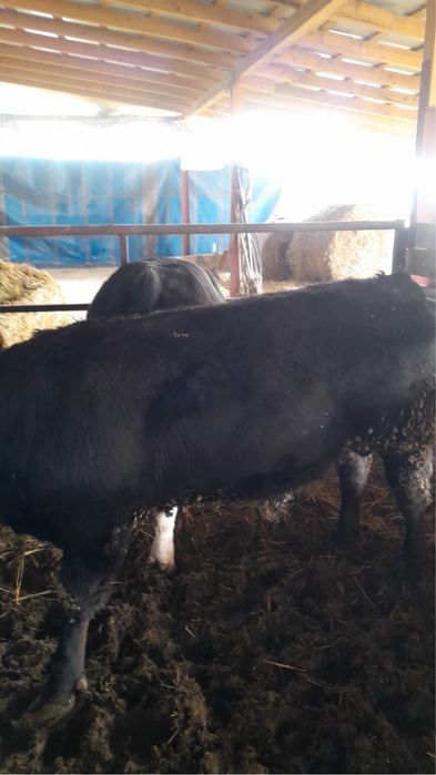 Vitei belgieni si angus