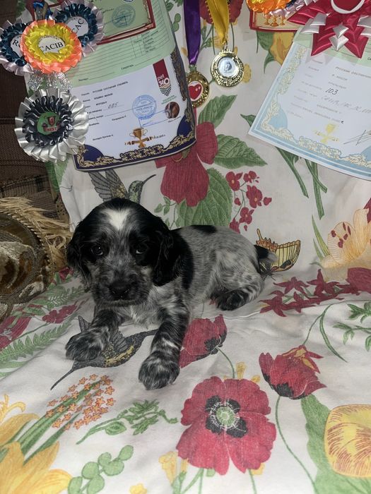 Русский охотничий спаниель