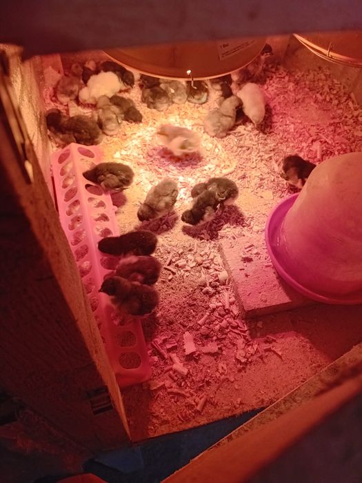 Pui Australorp  de vanzare