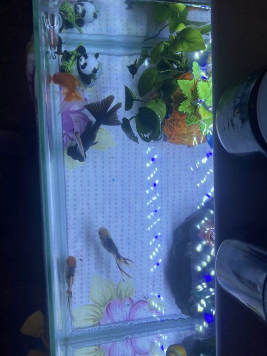 Продам аквариум с рыбками