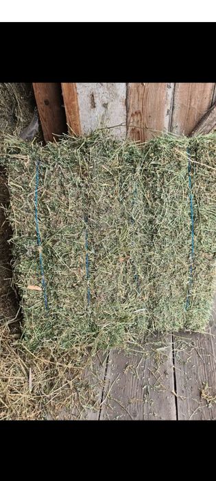 Baloți  mici dreptunghiulari de lucerna