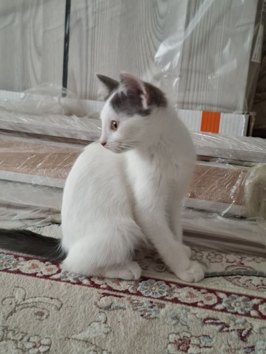 Дарю 3 чудных котят