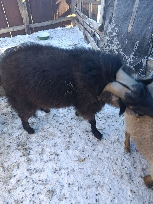 Продам козла и двух коз