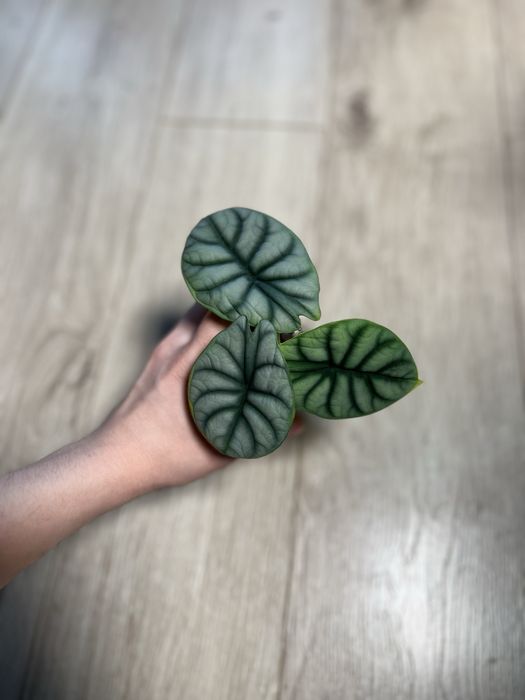 Детки алоказий разные