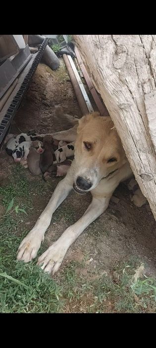 Алабай, САО, Собака