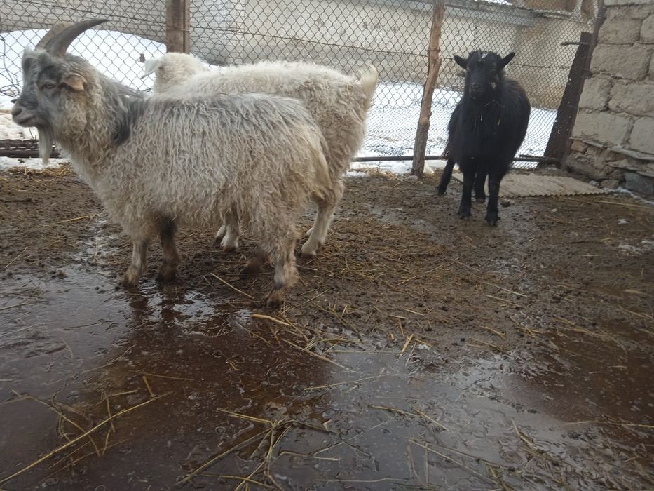 Ангор лактар сатылады .