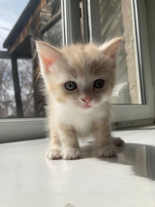 Отдам котят в добрые руки.