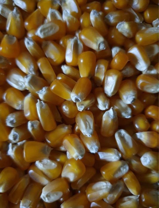 Vând grăunțe bob sticlos