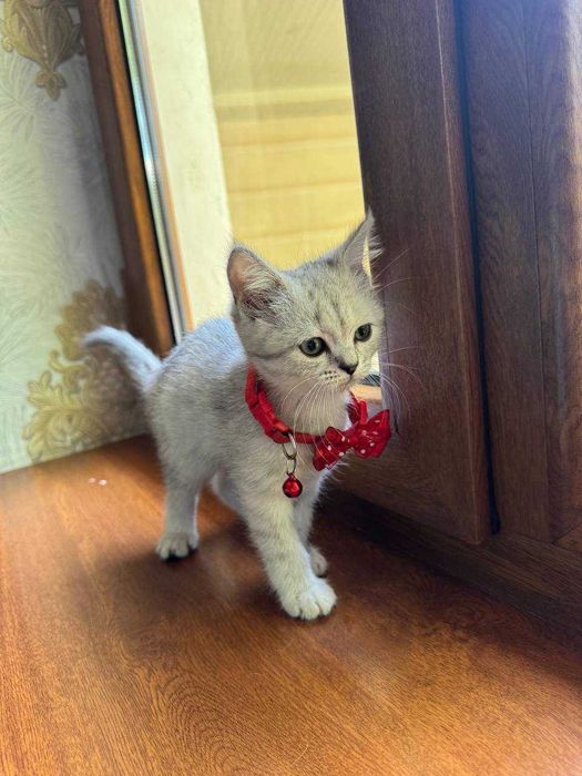 Mushuk sotiladi Кошки