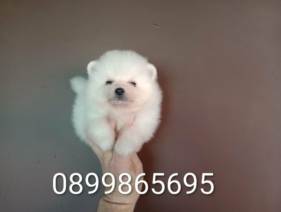 Бели Померанчета!