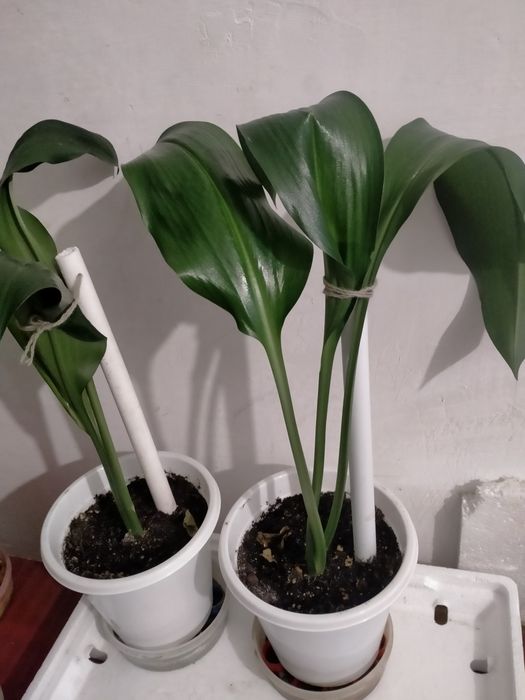 Продам комнатные цветы