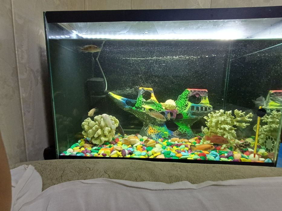 Аквариум балиқлар Аквариумные рыбки Akvarium baliqlar