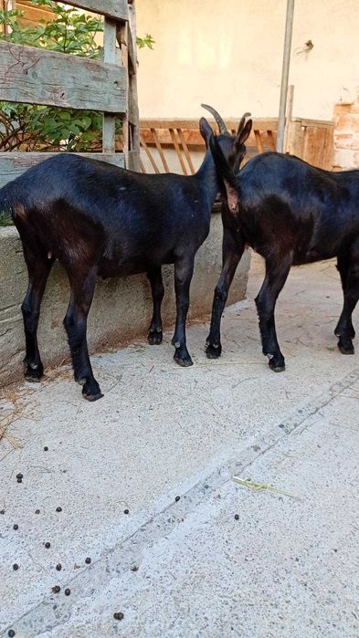 Vind 2 iedute, 2  tapi si o capra Alpina Franceza