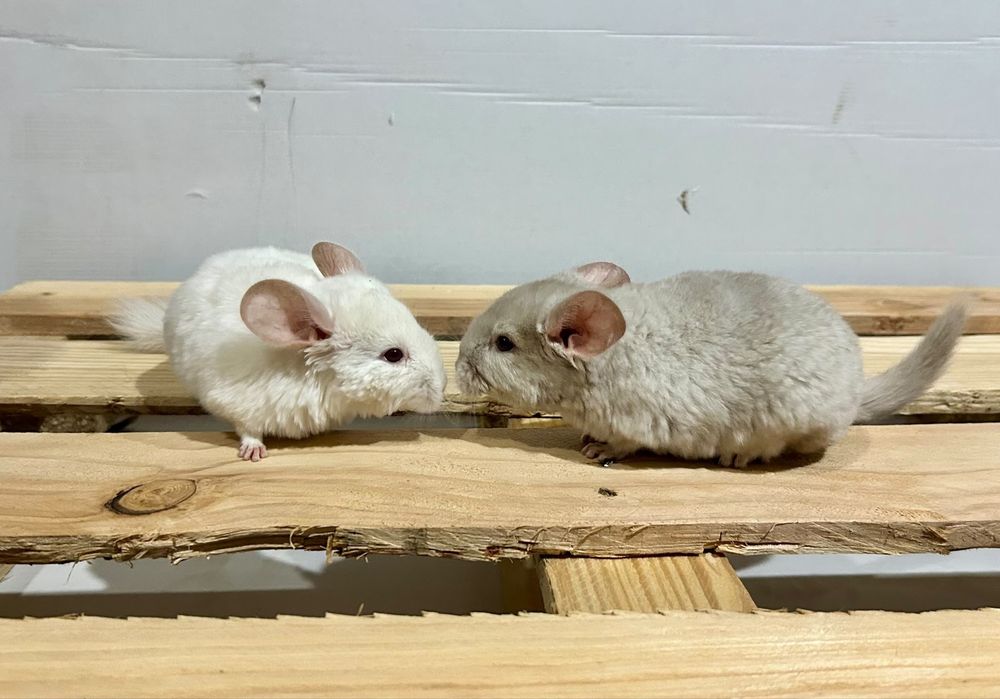 Chinchilla / sinsila, adorabilul animalut de companie. DE VANZARE