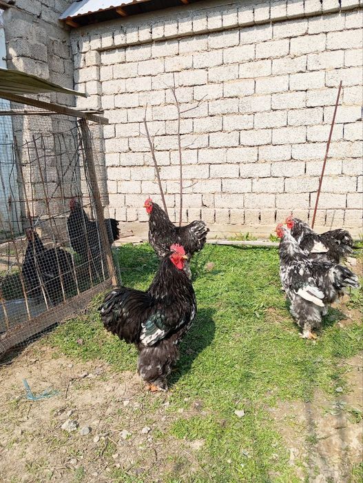 Брама хурозлари (жужа хурозлар)