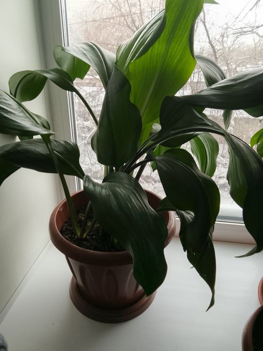 Цветы очень хорошая