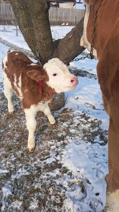 Baltata Romaneasca cu vitel de o saptamana de vanzare