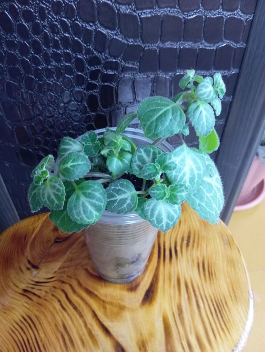 Комнатные растения