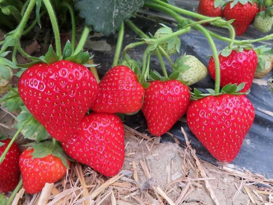 Саженцы клубники