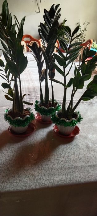 Замиякулкас новогодние подарки