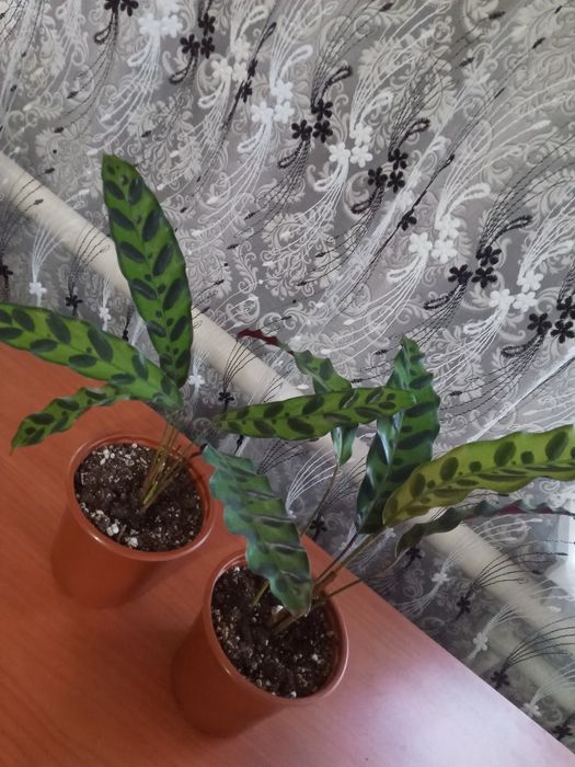 Калатея Лансифолия