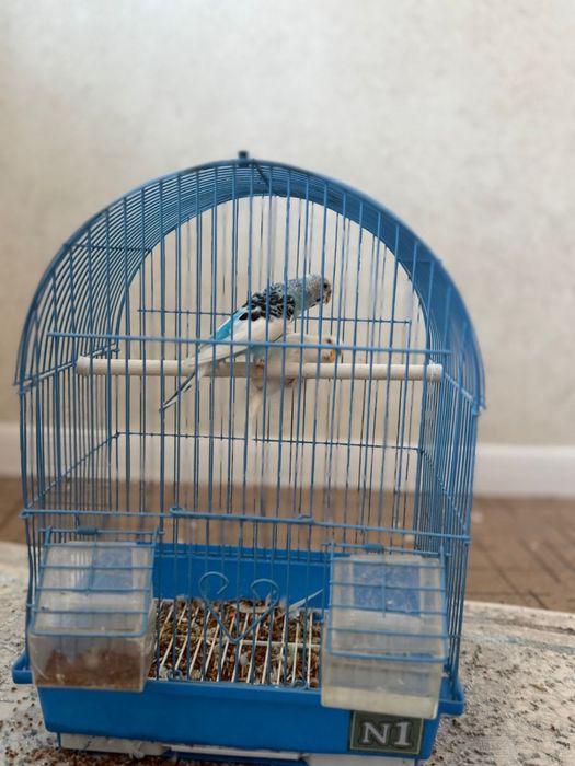 Продается два попугая с клеткой