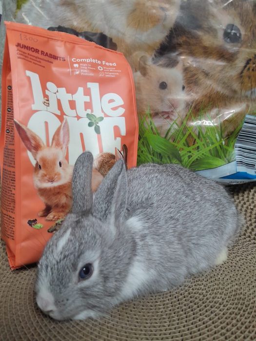 Декоративные  кролики