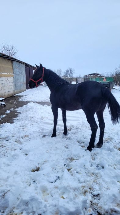 Iapă cu mânz, corcitura frizian