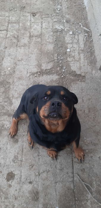 Вязка Ротвейлер  Бухара. Чистопородная самка, нужен кобель.