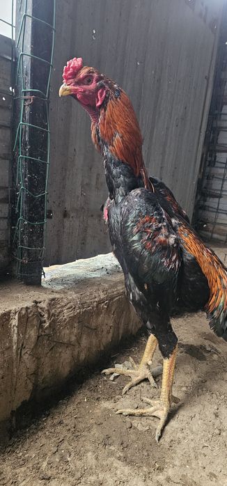 Дакан бойцовая птица