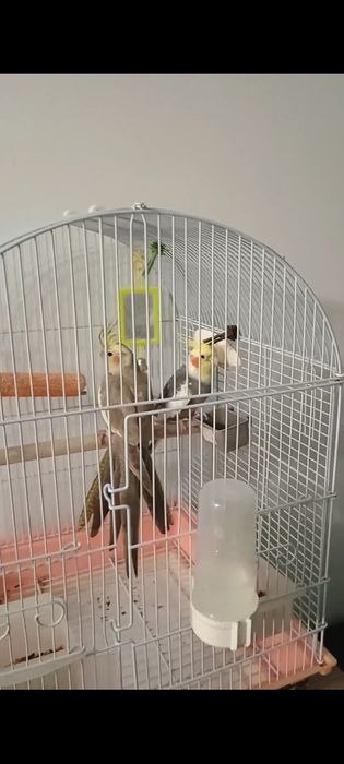 Papagali Nimfă pereche