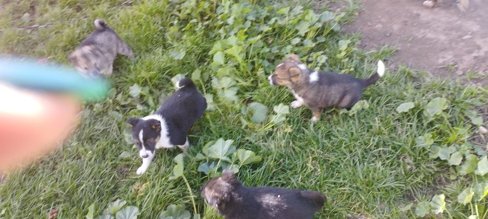 Отдам щенят в хорошие руки