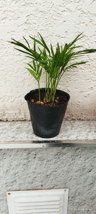 Цветы для офиса и дома