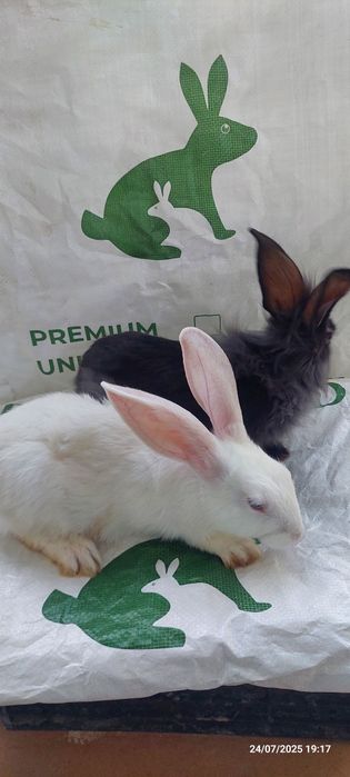 Quyon bolalari sotiladi