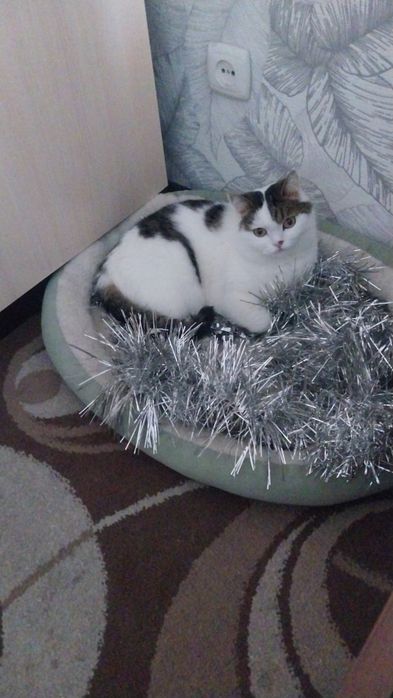 Отдадим кота в добрые руки