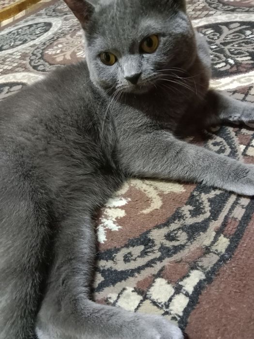 Вязка кошек мальчик