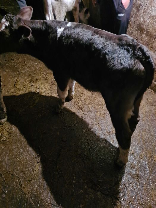 Vand doi taurasi de monta