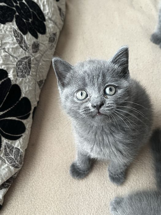 Британски котенца