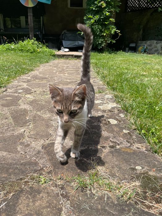 Котенца на около 4 месеца