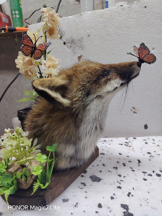 Препарирана лисица