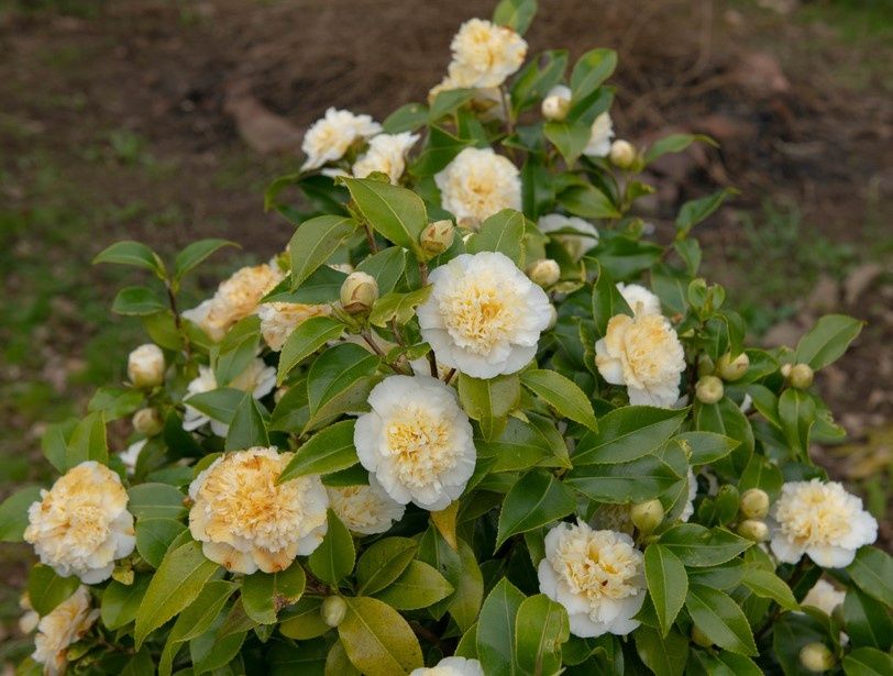 Камелия (червена и жълта)